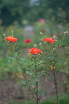 月季花