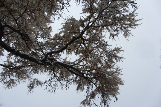 大興安嶺冰雪世界