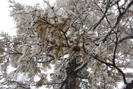 大興安嶺冰雪世界