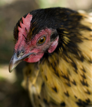 鳥類