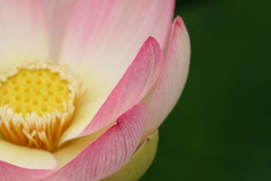 開花