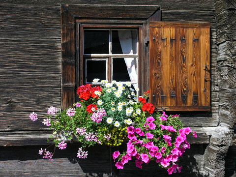 blumenfenster