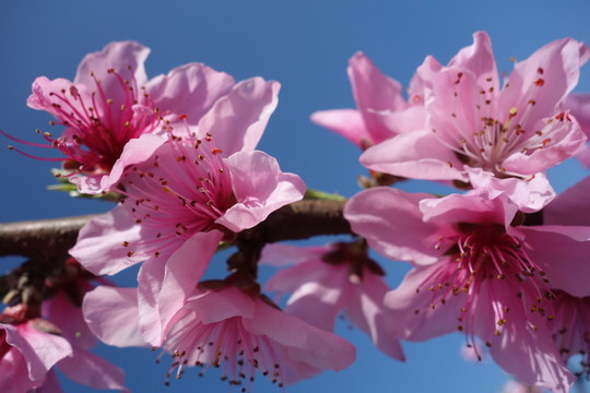 桃花