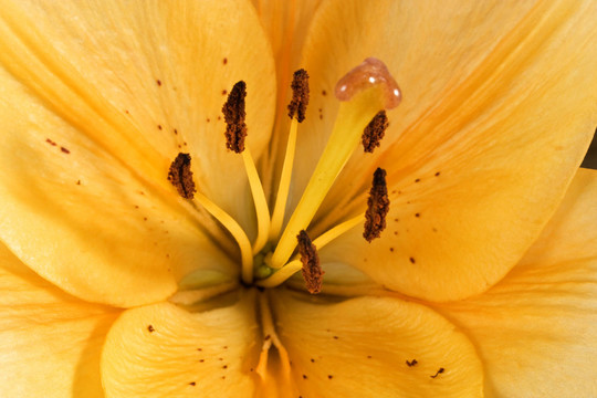 花卉