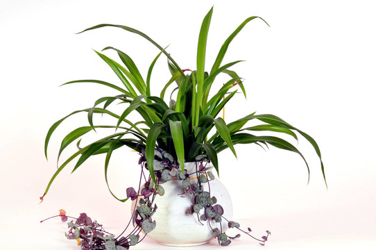 室內(nèi)植物