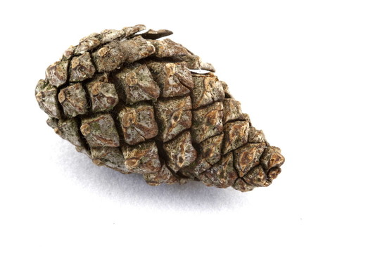 松樹的球果