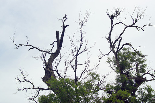 枯樹枝