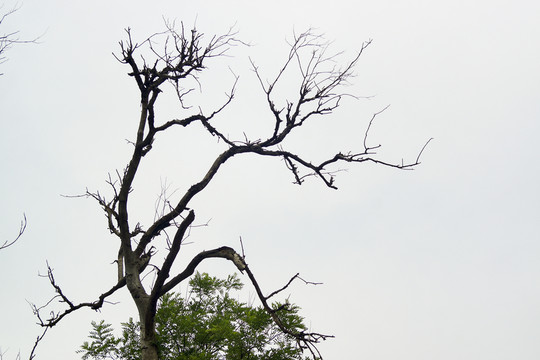 枯樹(shù)枝