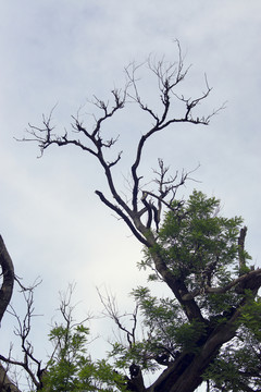 枯樹枝
