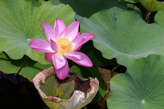 蓮花