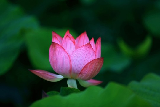 粉紅荷花