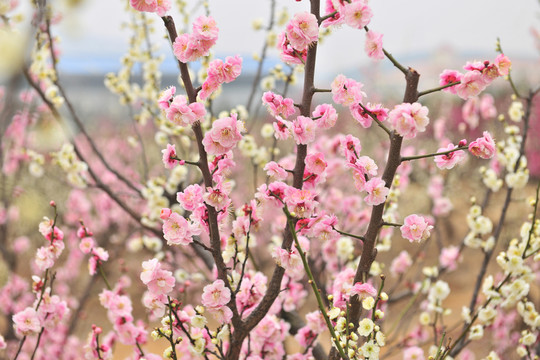 梅花