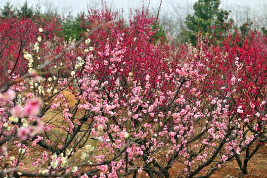 梅花盛開(kāi)
