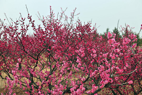 梅花園