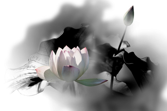 煙蒙蒙花韻