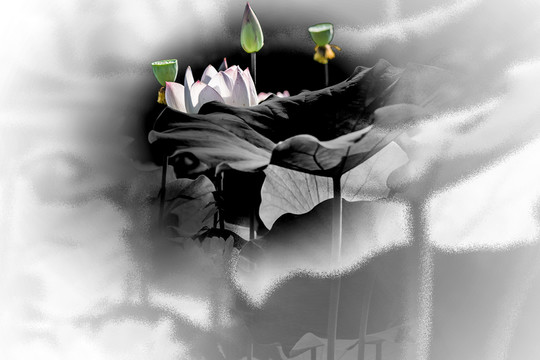煙蒙蒙花韻