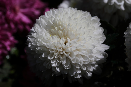菊花 花卉 雛菊 花瓣 花