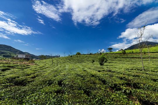 生態(tài)茶園
