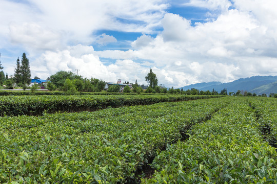 生態(tài)茶園