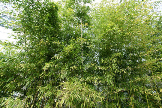 竹子 竹子圖 竹子背景 高雅