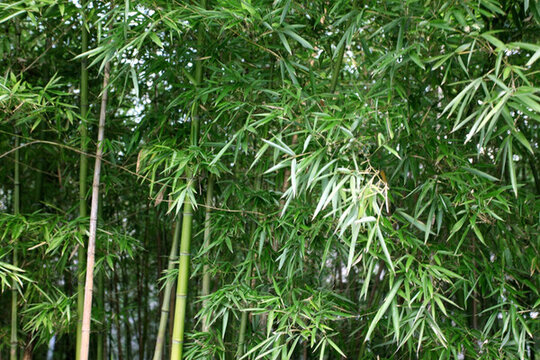竹子 竹