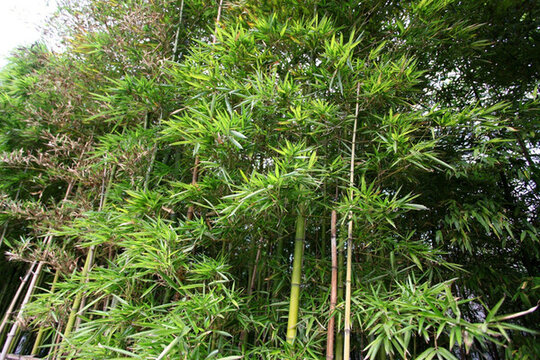 竹子 竹子圖 竹子背景 高雅