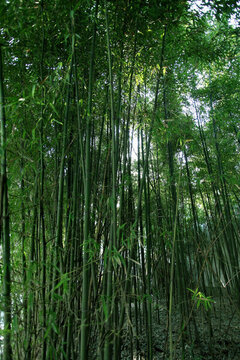 竹子 竹子圖 竹子背景 高雅