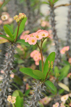 花卉