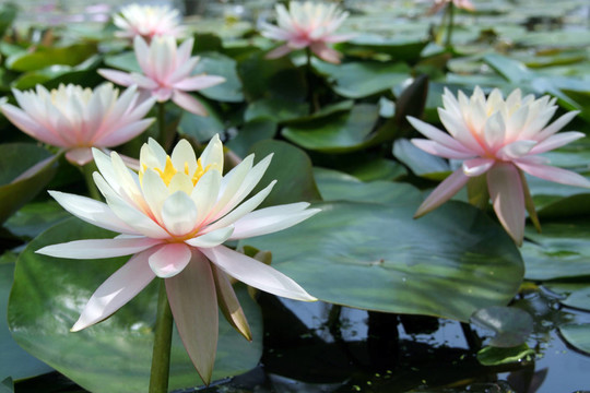 花卉