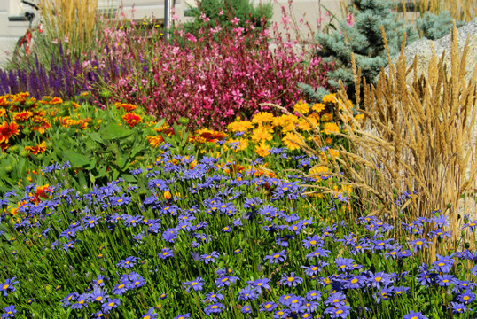 gartenmargerite花園瑪格麗特04