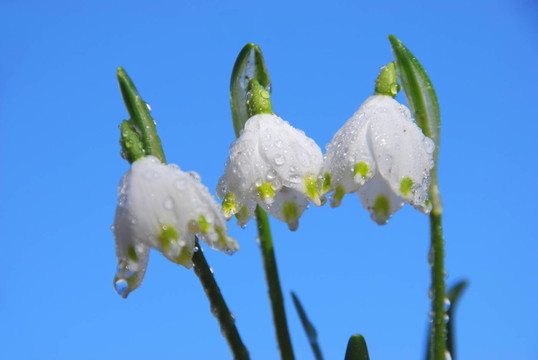 M？rzenbecher（雪片蓮）