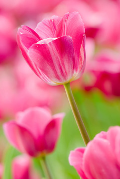 花園