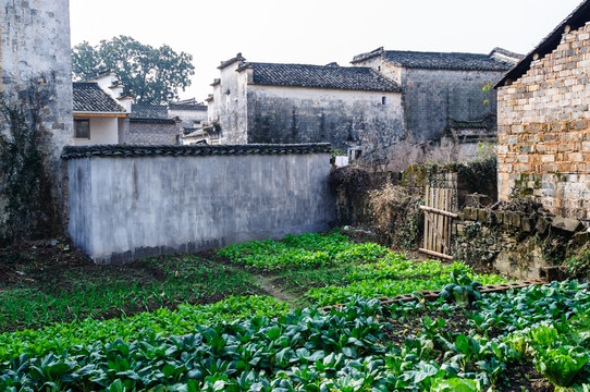 屏山民居菜園