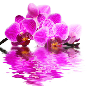 花卉