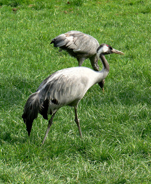 歐洲鶴（Grus grus）