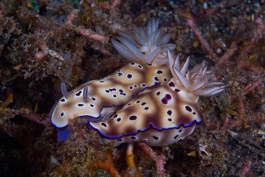 Chromodoris