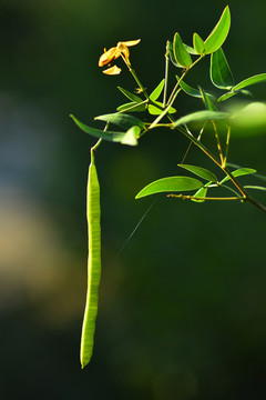 開花結果