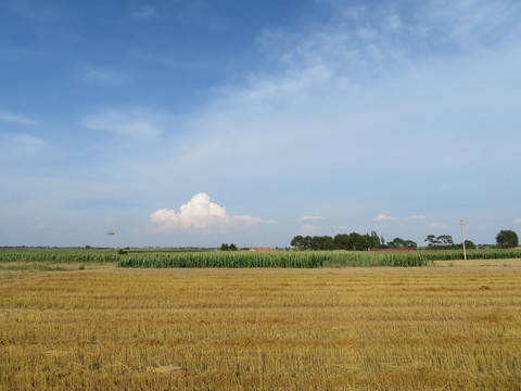 田野