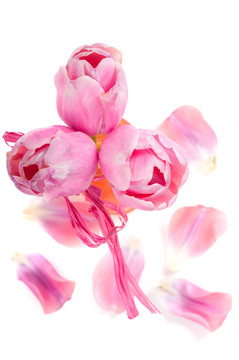 開(kāi)花