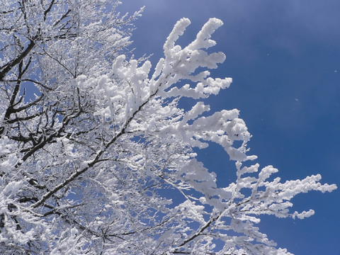 雪的樹枝