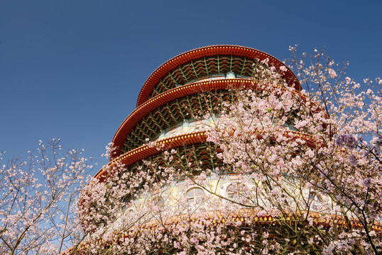 花卉