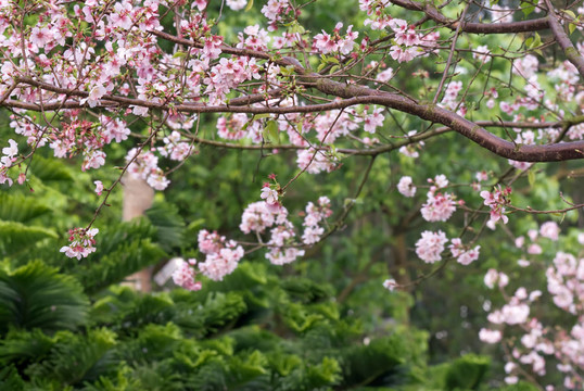 開花