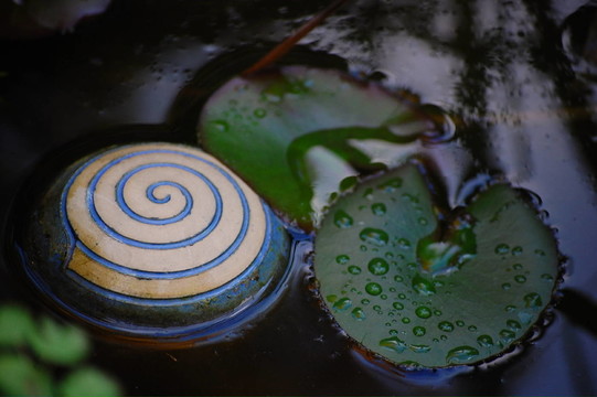藍(lán)色睡蓮