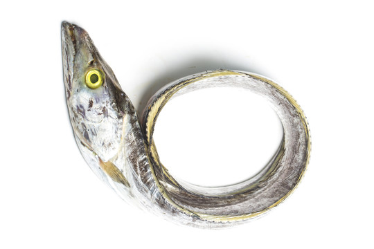 帶魚