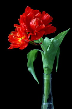 花卉