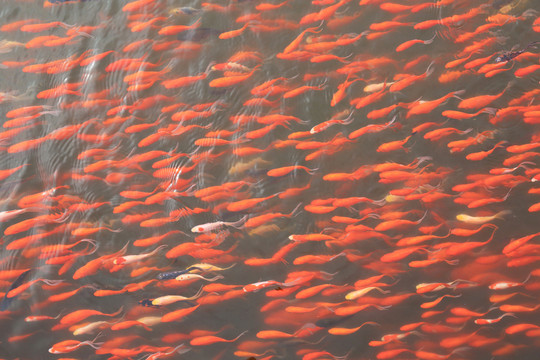 金魚