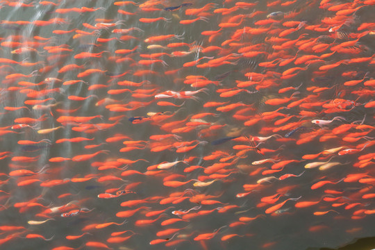 金魚