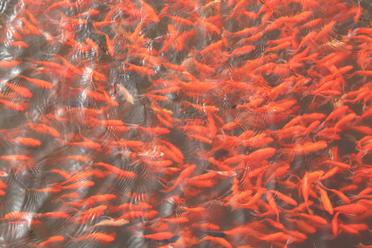 金魚