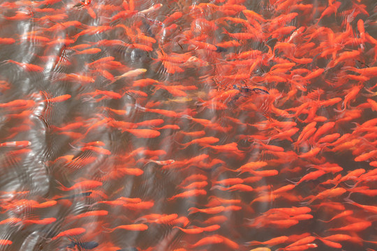 一群金魚