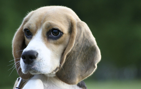 比格犬